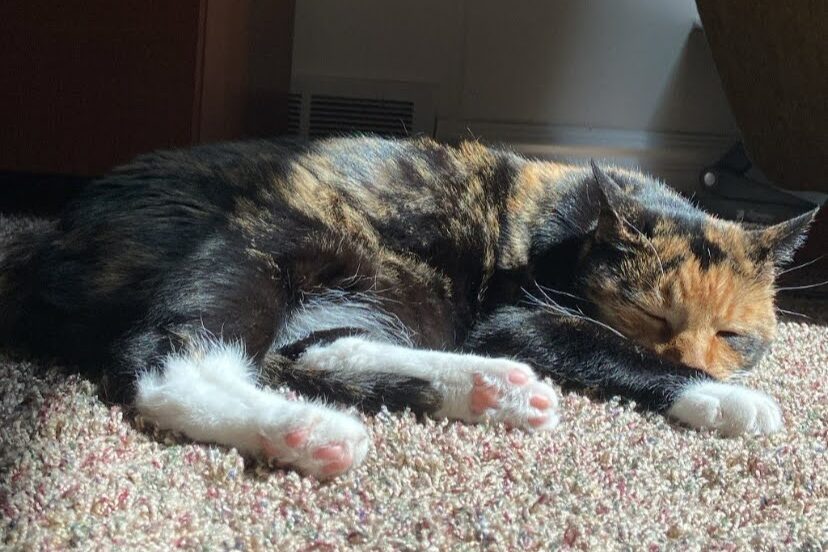 Calico cat sleeping in a sun spot in the carpet