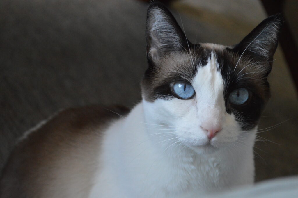 Brown and white cat with blue eyes looking at camera