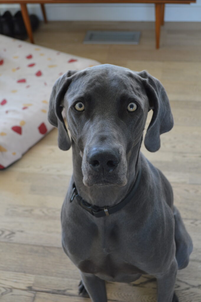 Grey hound dog sitting looking into camera
