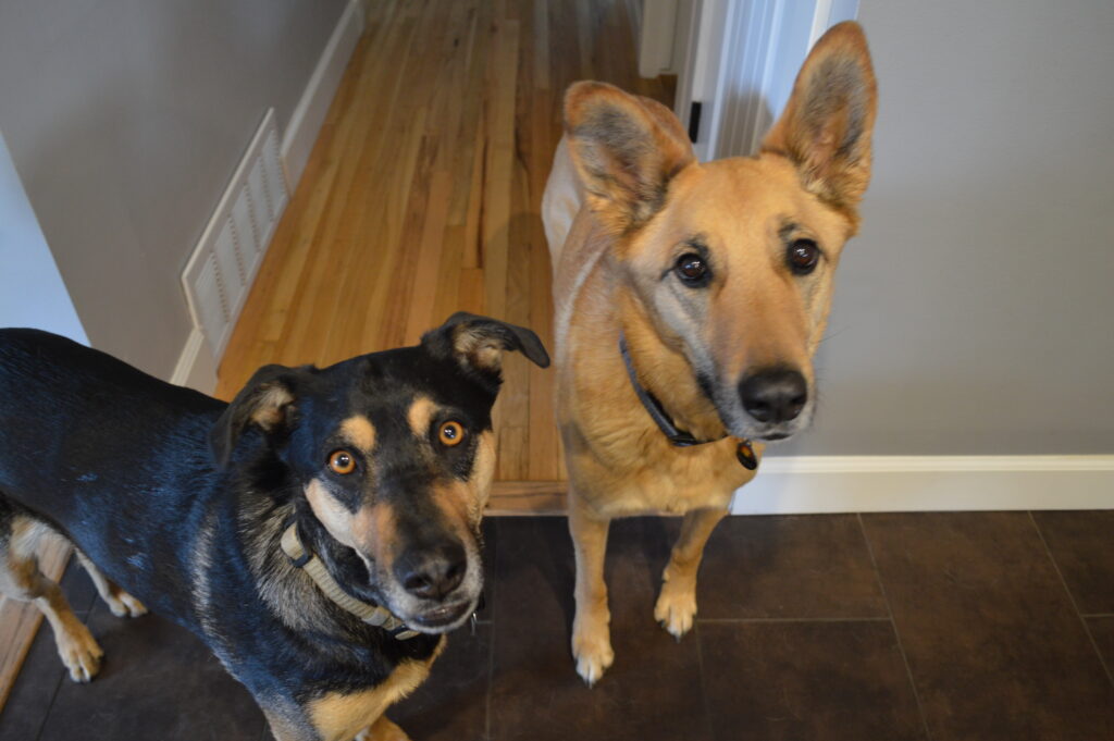 Two standing dogs looking into camera 