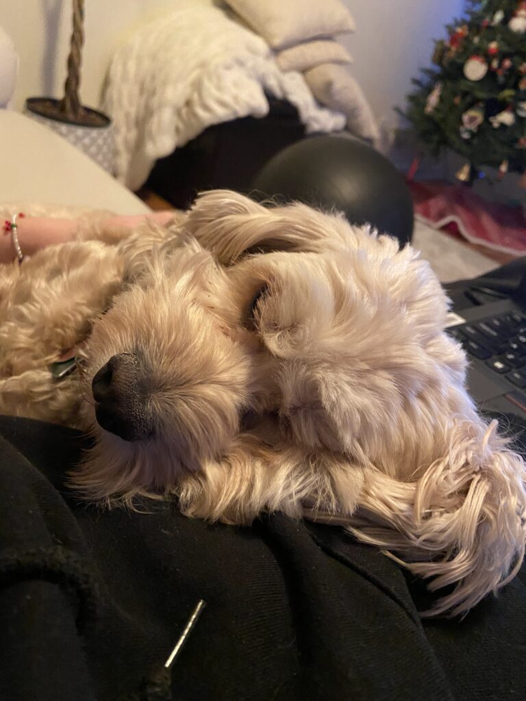 curly white small dog cuddled up with pet sitter