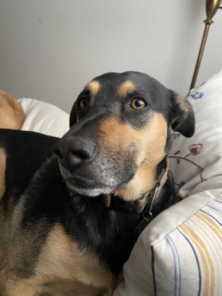 Black and tan dog cuddled in bed and looking at camera