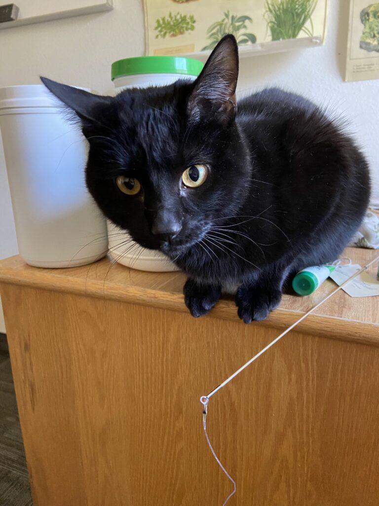 Black cat perched on desk
