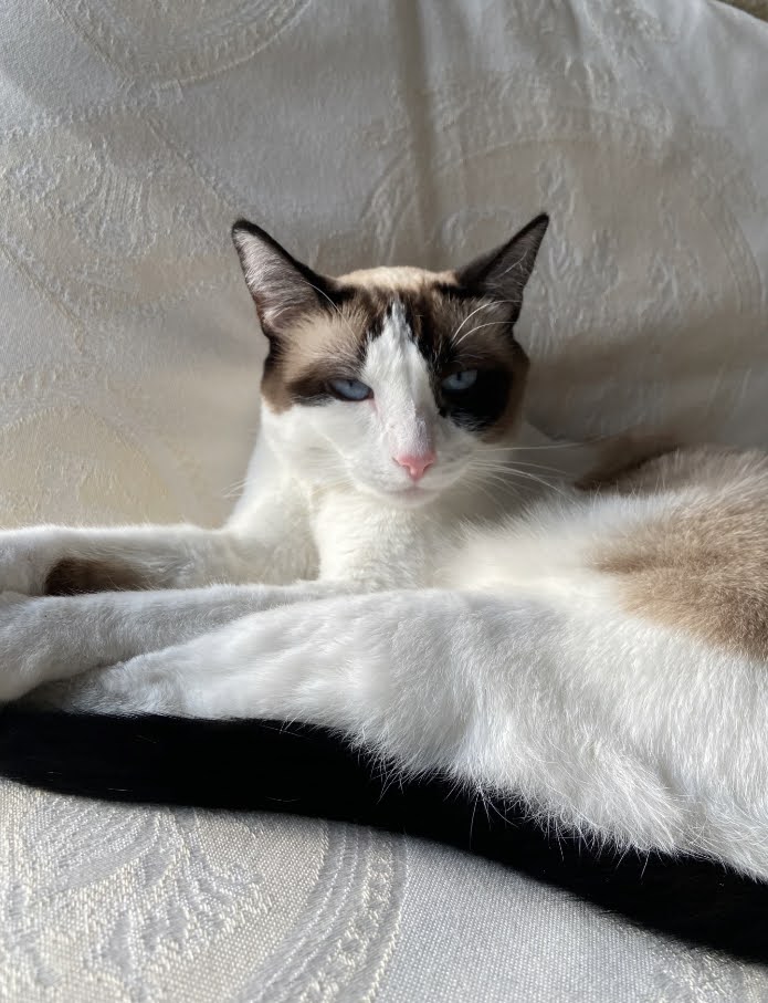 White and brown cat sitting on a white couch