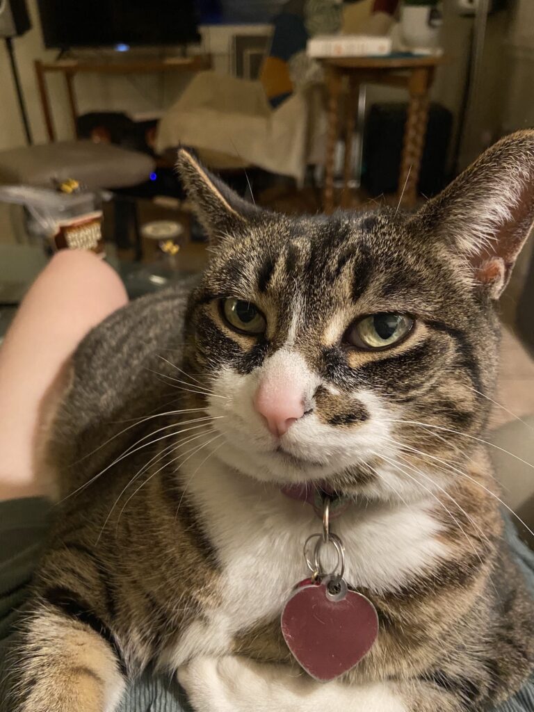 cat sitting on lap and looking into camera