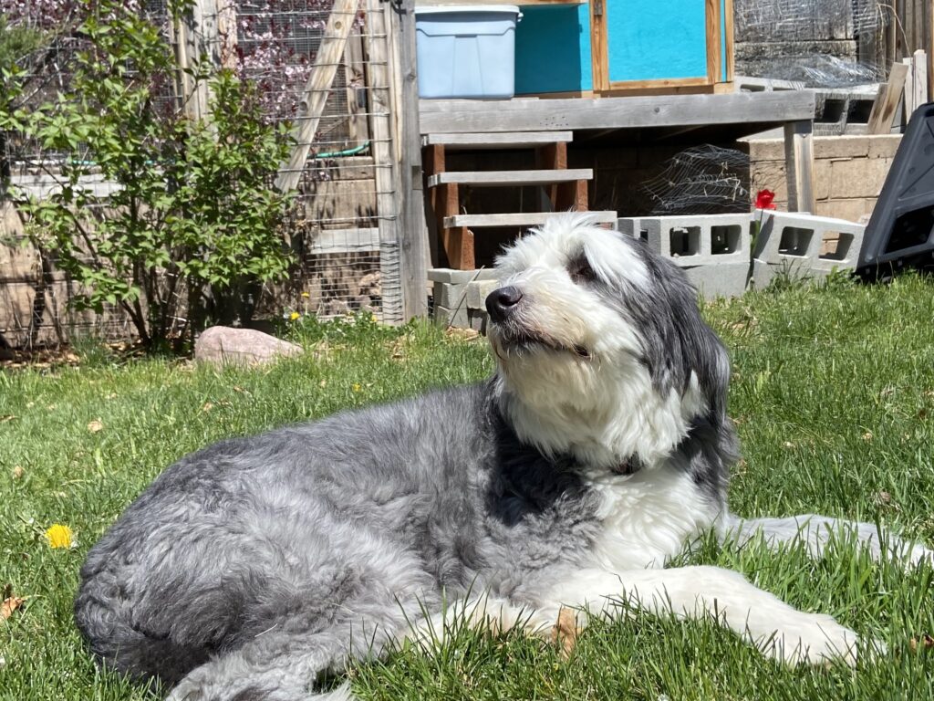 Fluffy grey and white dog basking in the sun