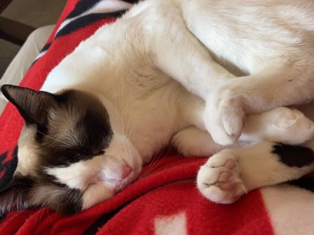 Cat sitting on lap with red blanket