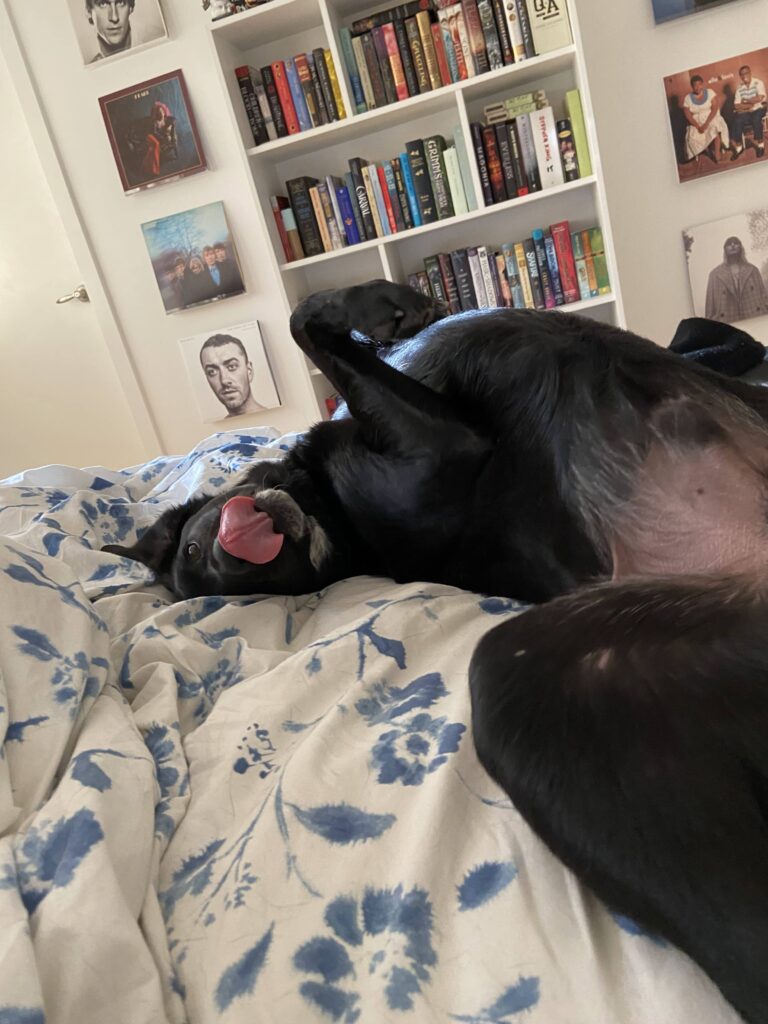 black dog laying face up on a bed
