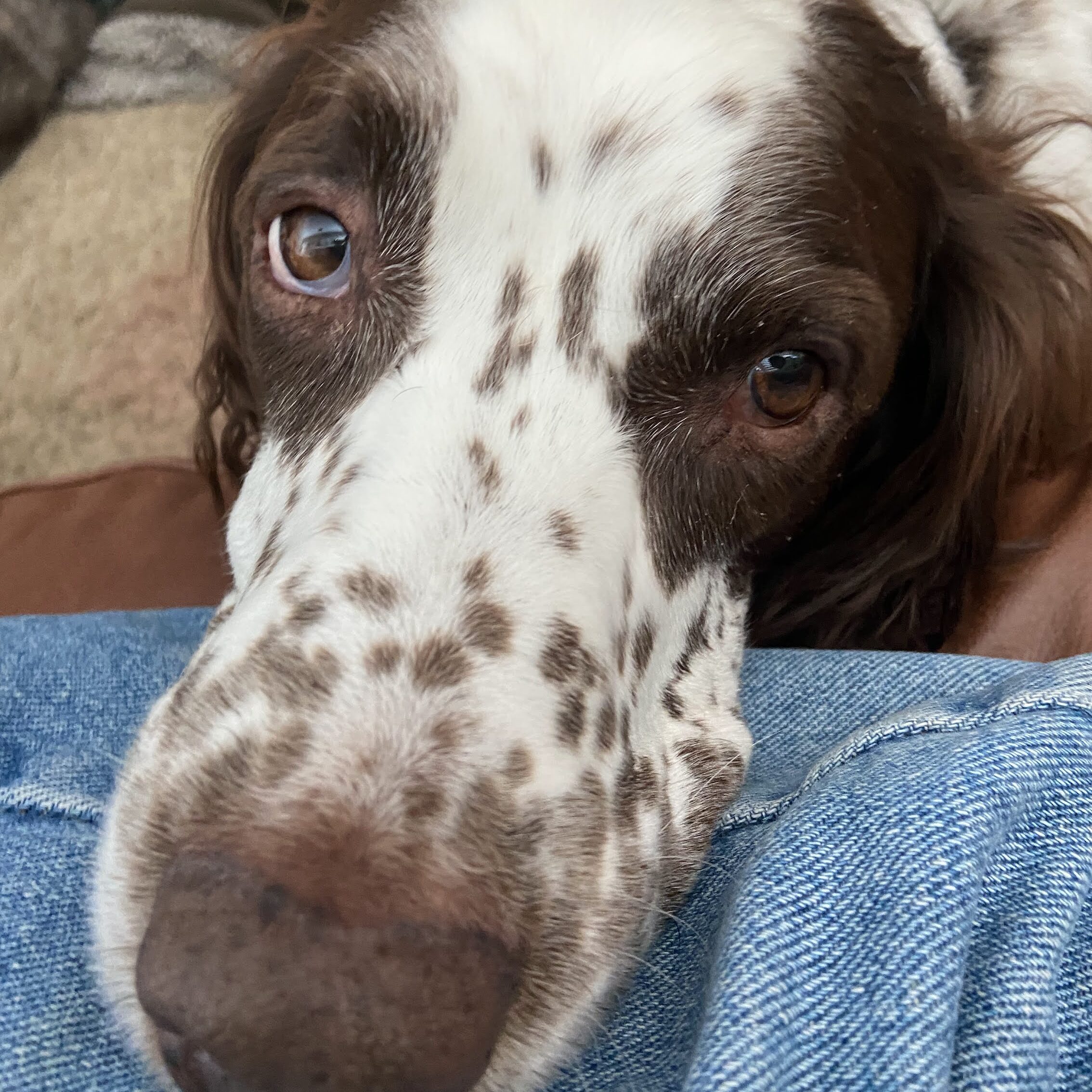 brown and white dog looking into camera