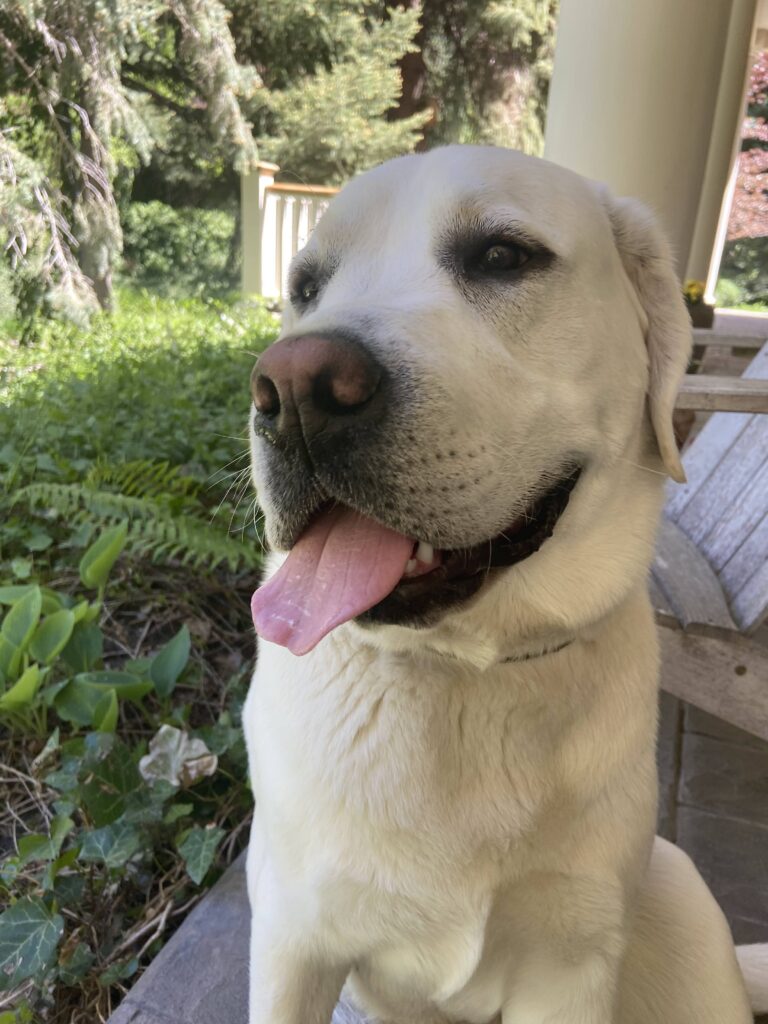 Lab sitting outside with tongue sticking out