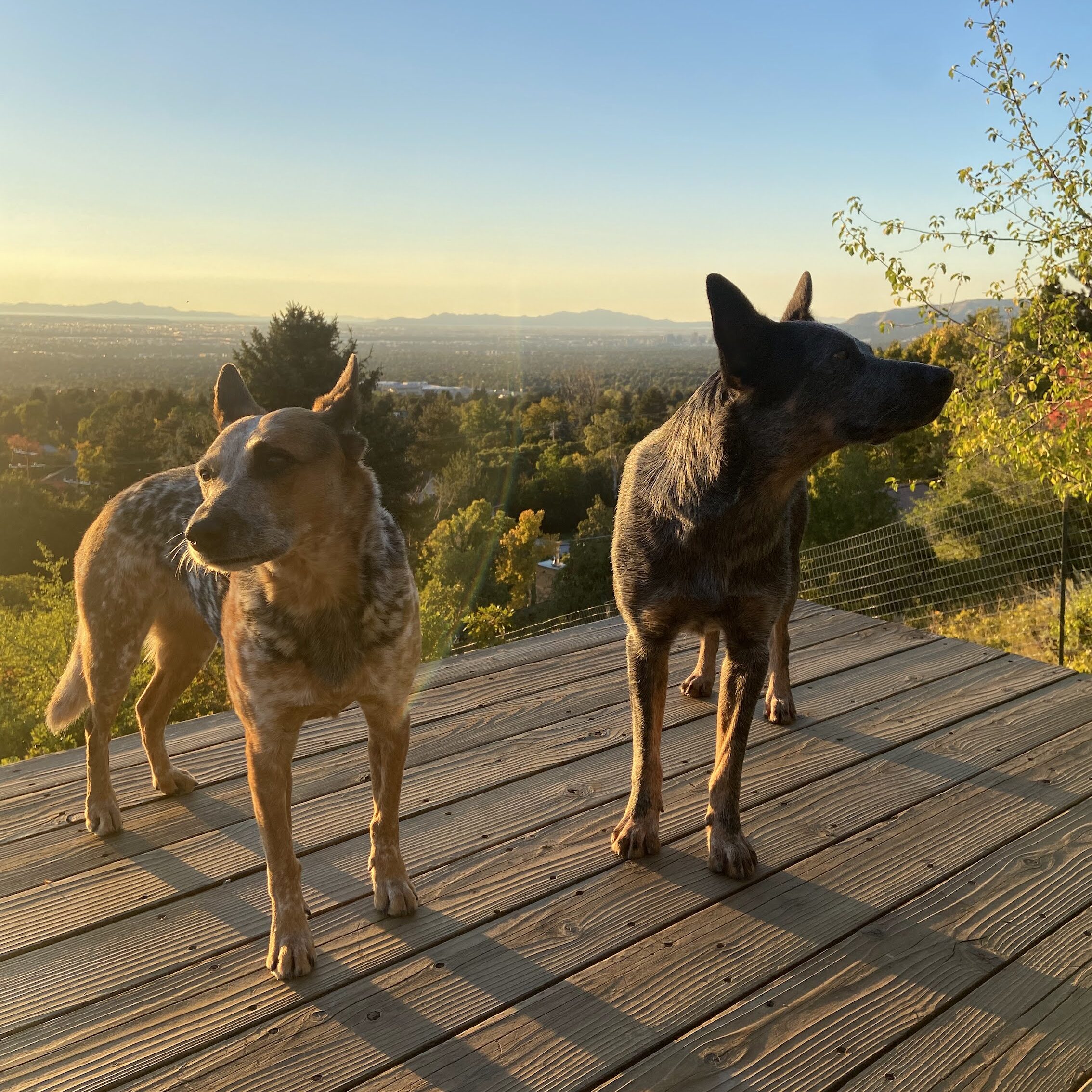 Two dogs standing on a balcony in golden light