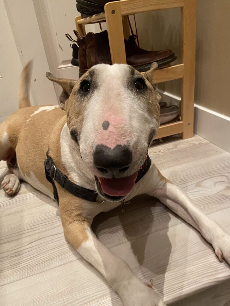 Bull terrier lying down and looking happy 