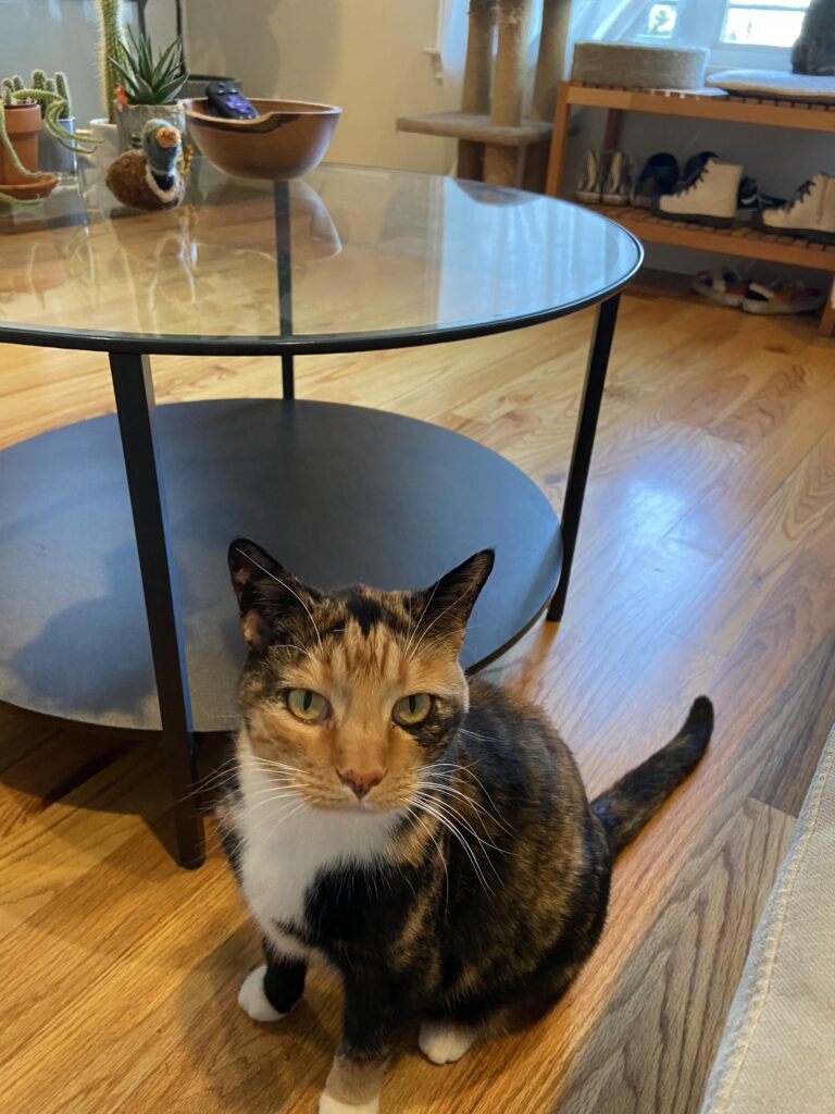 Calico cat looking into camera