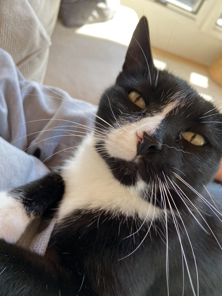 Black and white cat sitting on lap looking into camera